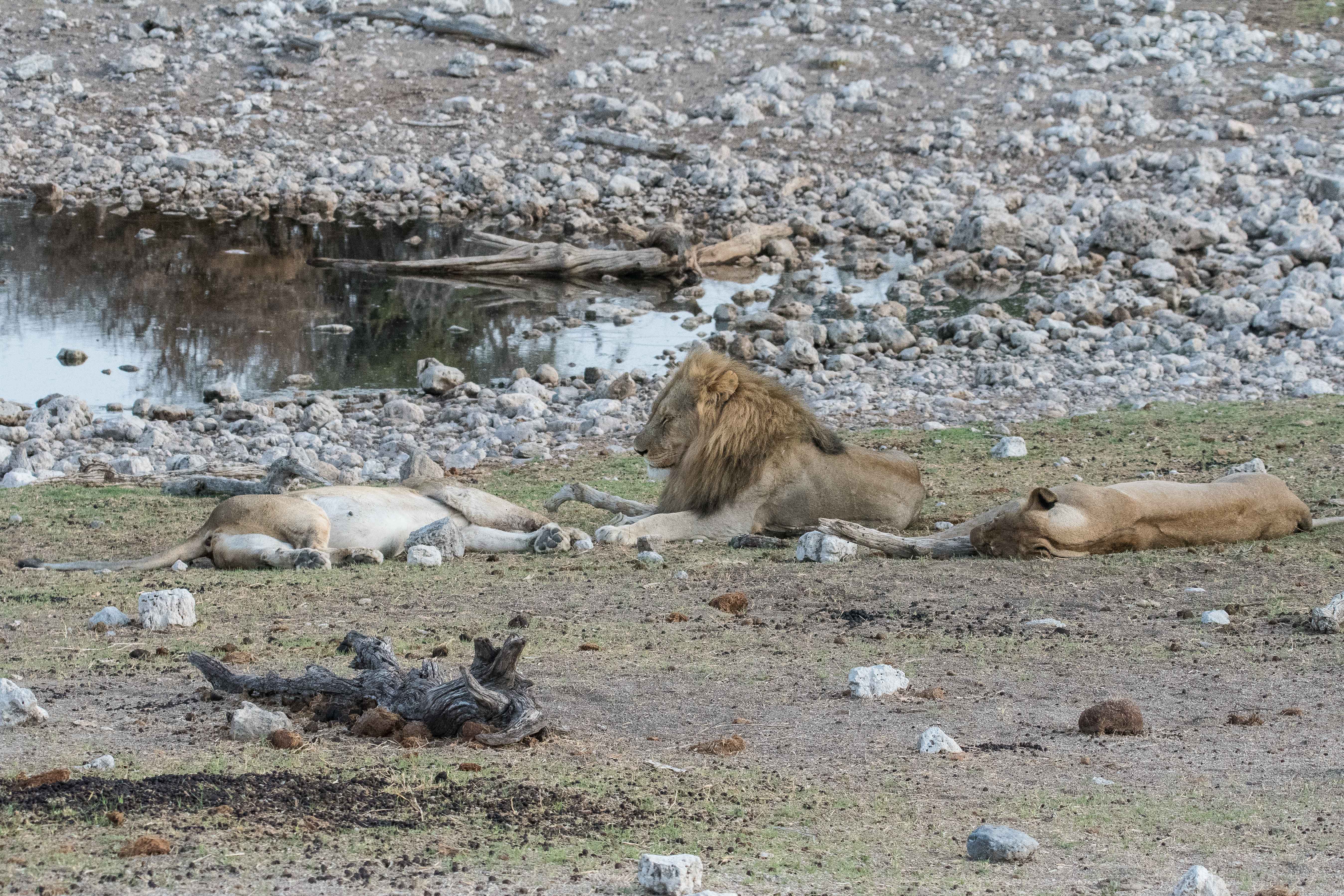 Suprême dédain, le lion (Panthera leo) tourne le dos à la lionne qui le provoquait, et semble maintenant s'intéresser à la  seconde! Namutoni, Etosha, Namibie.